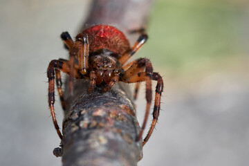 spider on the web, araña roja macro