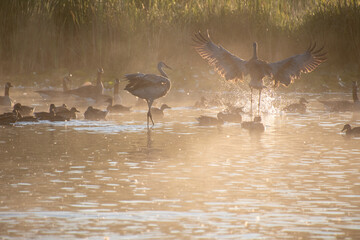 A pair of sandhill cranes making a landing at a foggy lake on an early morning. Vancouver BC Canada
