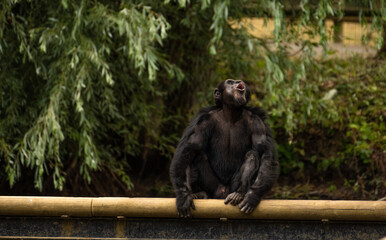 Chimpanzé