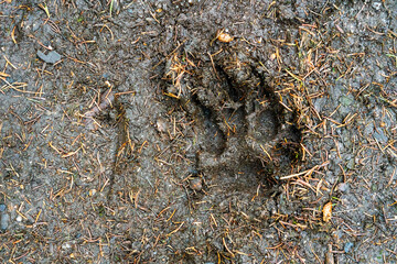 Trittsiegel (Hund) auf Waldboden