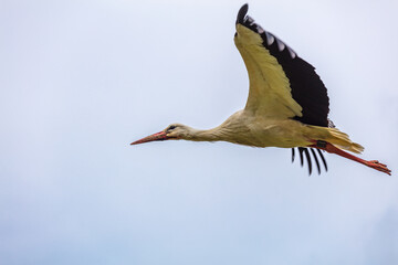 Klapperstorch, Storch, Weißstorch