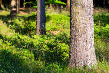 Naturschutzgebiet Tannermoor im Mühlviertel Oberösterreich