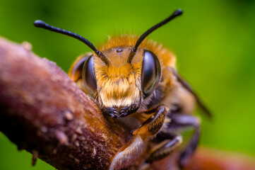 a Little bee insect on a plant in the meadow