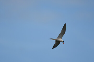 Common Tern flying under a blue sky