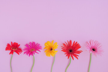 Colorful gerbera flowers on a pink background. Place for text.