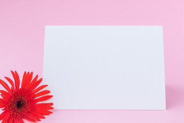 Blank sheet paper with red gerbera flower on pink background. Place for text.