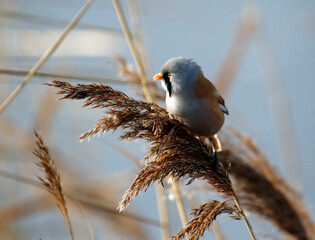Bearded tit (bearded reedling) feeding in the reeds