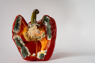 Her Majesty the Mold.