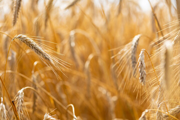 Wheat field on a summer sunny day. Cultivation of cereals in Belarus. Beautiful summer background. Bright natural rich background. Meadows and fields of Belarus.