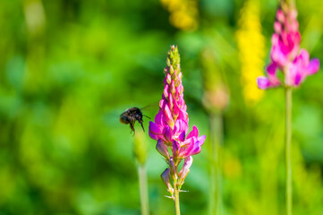 a Little bee insect on a plant in the meadow