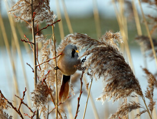 Bearded tit (bearded reedling) feeding in the reeds
