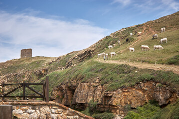 Fototapeta premium Pasto de vacas en montaña