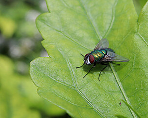 Naklejka premium Greenbottle fly
