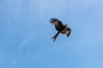 Greifvogel