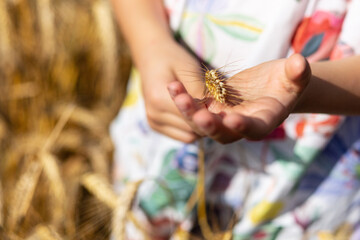 The girl strokes a wheat spikelet. The mood of pacification, calmness and relaxation from the...