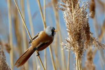 Bearded tit (bearded reedling) feeding in the reeds