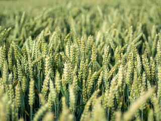 wheat field in summer closeup