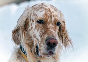 Hungarian setter