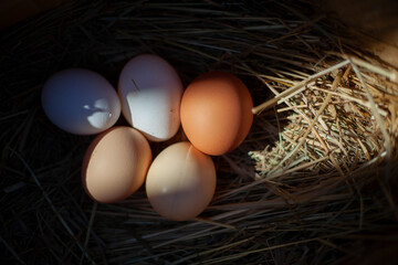 Chicken eggs lie in the hay
