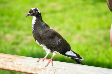 a young pigeon on a wooden railing