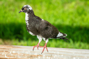 a young pigeon on a wooden railing