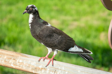 a young pigeon on a wooden railing