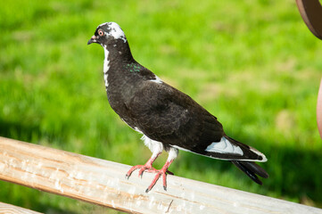 a young pigeon on a wooden railing