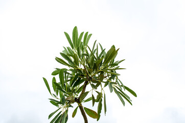 Fresh leave of tree and sky with white background