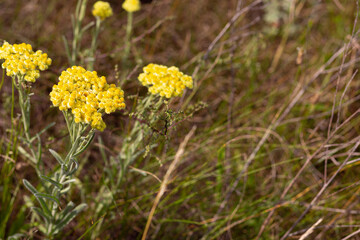 Obraz premium Bright natural rich background from everlasting flower. Screensaver. Blurred background, clear outline of the plant. Meadows and fields of Belarus.