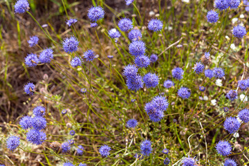 Bright natural rich background from blue meadow plants. Multicolored flowers and herbs. Screensaver. Blurred background, clear outline of the plant. Meadows and fields of Belarus.