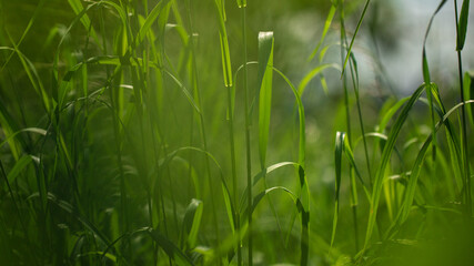 Grass macro outdoors in summer