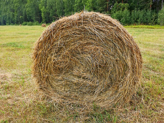 Straw bale closeup. Field haystacks forest.