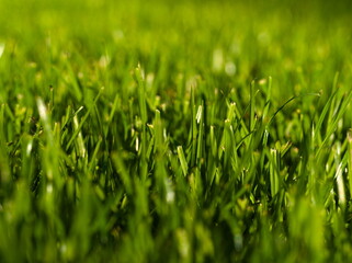 Green grass background