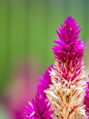 close up of a pink flower