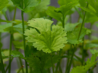 Closeup of a green leaf on a coriander plant, variety Calypso