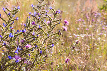 Obraz premium Bright natural rich background from meadow plants: purple flowers. Multicolored flowers and herbs. Screensaver. Blurred background, clear outline of the plant. Meadows and fields of Belarus.