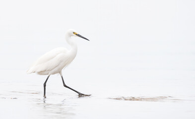 White Egret Walking Through Water With A White Back Ground