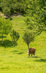 farm cow eating organic  natural grass 