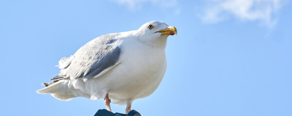 A seagull sits against the blue sky in the sun, Wide long cover or banner