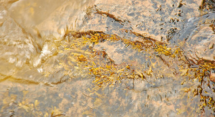 Brown algae White Sea Fucus