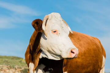 Fototapeta na wymiar Close-up of brown and white cow
