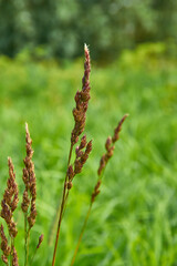 Carex appropinquata