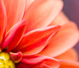 Fototapeta premium red and yellow flower