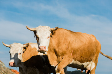 Close-up of brown and white cows 