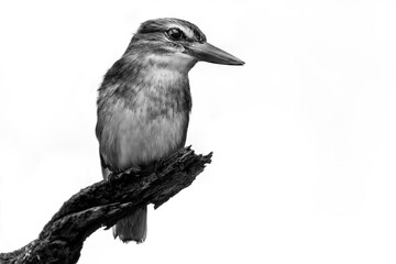 Woodland Kingfisher