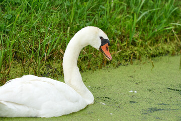 One white swan with orange beak, swim in a pond. Head and neck only. Duckweed floats in the water