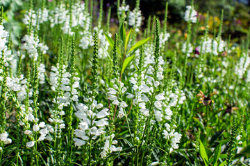 White flowers in a field on a sunny day.
