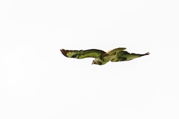 One common buzzard bird, bird of pray, buteo buteo, in flight against a white sky