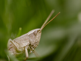close-up detail macro shot of a grasshopper
