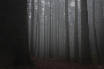 Fototapeta premium Dark forest in the Retezat mountains